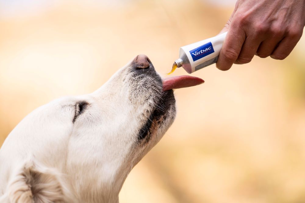 VITAMIN CHO THÚ CƯNG: BÍ QUYẾT CHĂM SÓC KHỎE MẠNH 